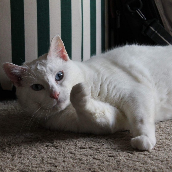 😻🌞Meet Kila the cat 🐈 - Picture 2 of 3